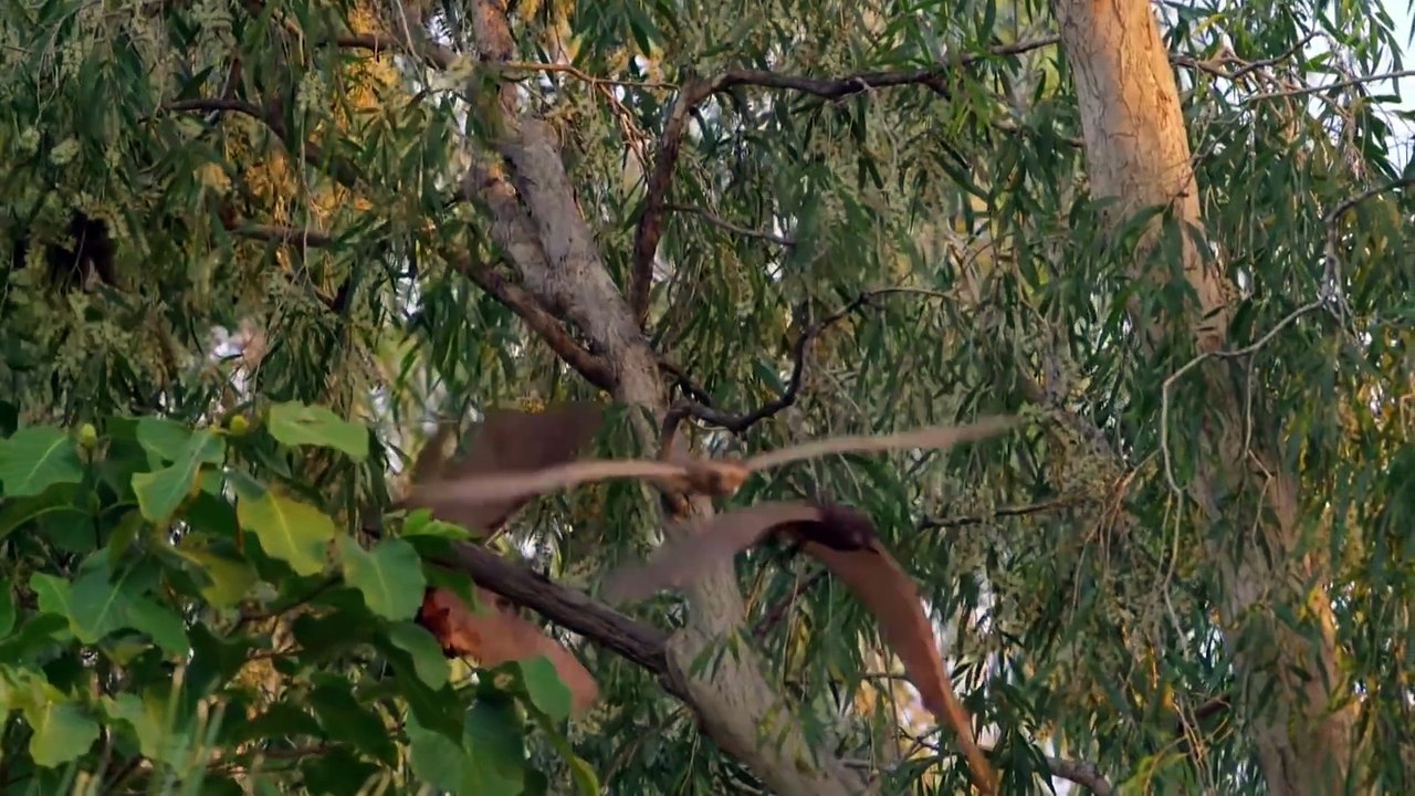 THE LONELY CROCODILE IS ANNOYED BY BATS AND SURPRISED RESULT - The World Of Animals