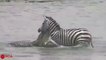 ZEBRA TRY TO ESCAPE FROM CROCODILE BUT HUNTED BY LION - Discovery Animal Planet
