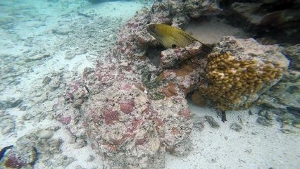 Giant Moray Eel Gymothorax javanicus in the Aroa Aroa Lagoonarium Marine Reserve "Raui".  While looking like a snake, it is in fact a fish and the largest of th