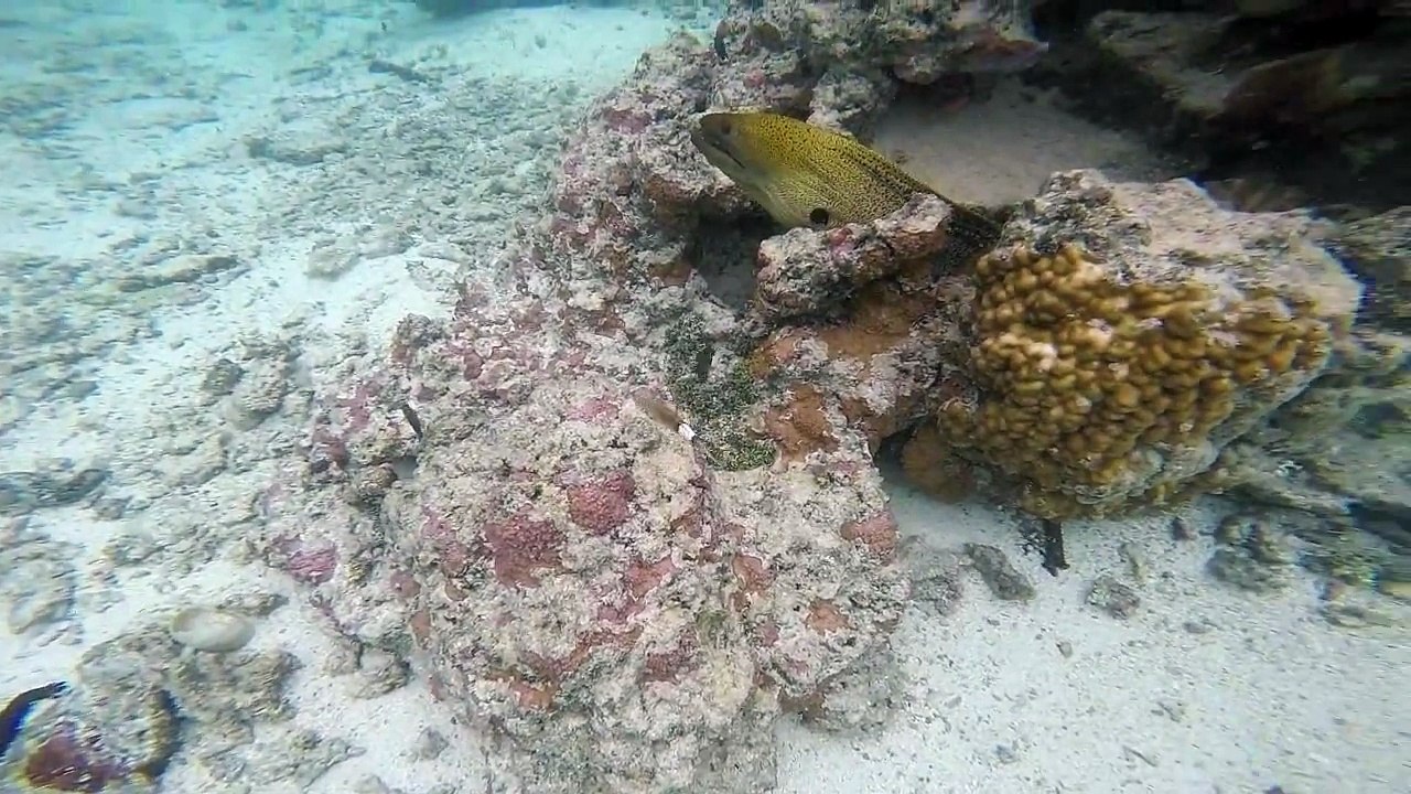 Giant Moray Eel Gymothorax javanicus in the Aroa Aroa Lagoonarium Marine Reserve "Raui".  While looking like a snake, it is in fact a fish and the largest of th