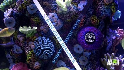A Hockey Themed Shark Tank For The San Jose Sharks Tanked