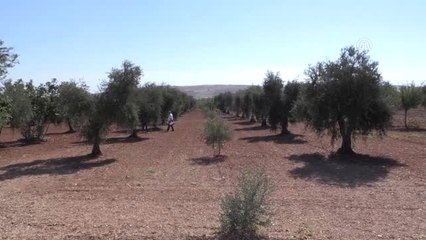 Fıstık Kenti" Zeytincilikte de İddialı