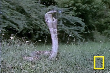 Cobra vs. Mongoose  National Geographic