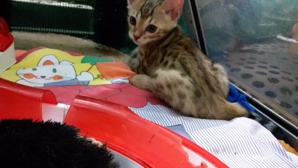 CHATON BENGAL A VENDRE DN 27/06/2018