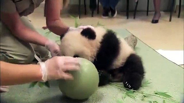 Sevimli Pandanın Komik Halleri sevımlı komik halleri izle