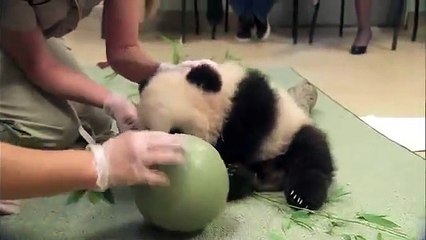 Sevimli Pandanın Komik Halleri sevımlı komik halleri izle