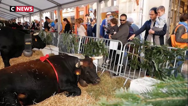 Descente des alpages à Grenoble
