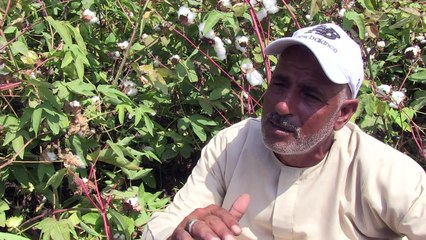 القطن المصري يصارع من أجل البقاء