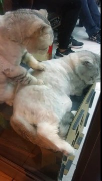 Hilarant : quand un chat fait un massage à un autre chat