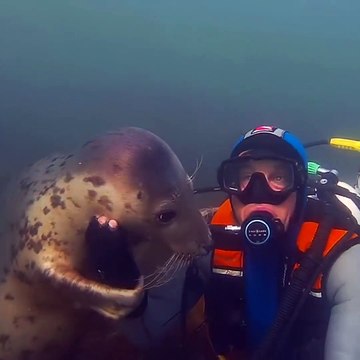 Quand tu fais de la plongée et que tu rencontres un phoque