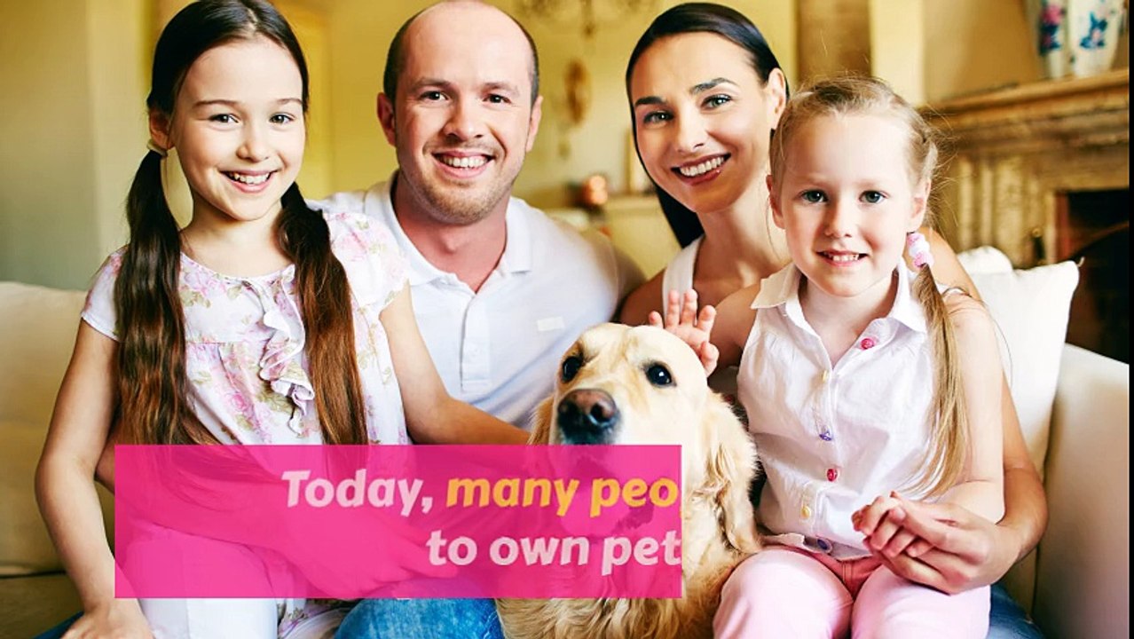 Dog Trainer In Gateshead