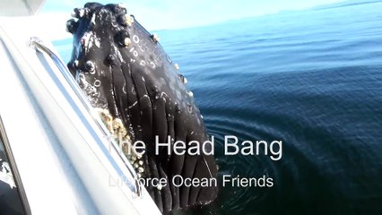 Une baleine un peu trop curieuse vient cogner un bateau