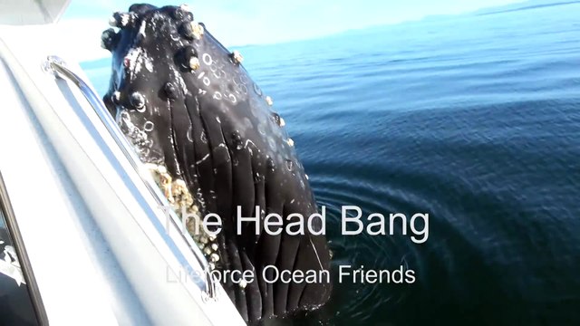 Une baleine un peu trop curieuse vient cogner un bateau