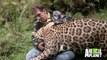 Cet homme promène son jaguar de compagnie... Animal magnifique