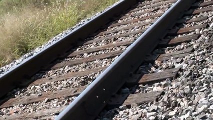 Il trouve 7 bébés opossum encore accrochés sur le ventre de leur maman morte et va les sauver