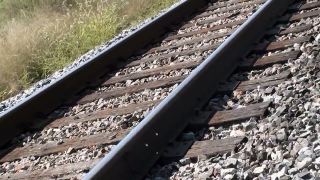 Il trouve 7 bébés opossum encore accrochés sur le ventre de leur maman morte et va les sauver