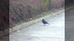 Ce corbeau partage son bout de pain avec un rat... Sympa