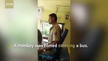 قرد يقود حافلة في الهند.. وهذا عقاب السائق