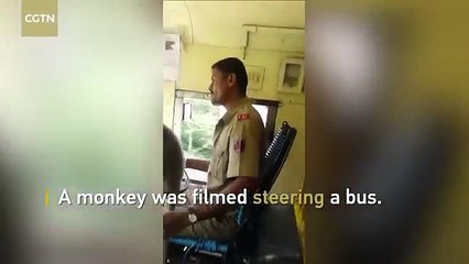 قرد يقود حافلة في الهند.. وهذا عقاب السائق