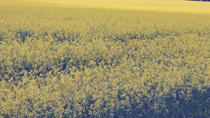 Blooming field