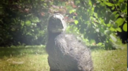 Wild New Zealand S01 - Ep03 HD Watch