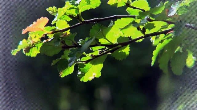 A vendre - Appartement - Collombey (1868) - 5 pièces - 124m²