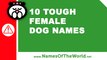 10 tough female dogs names - the best pet names - www.namesoftheworld.net