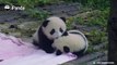 Do you mind if I kiss you? Do you mind if I kiss you real hard?A panda a day, keeps the sorrow away.