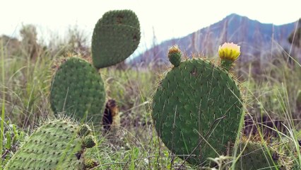 Nopal Cactus
