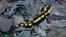 Fire salamander