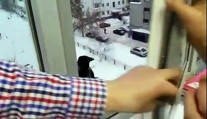 حيلة ذكية من غراب