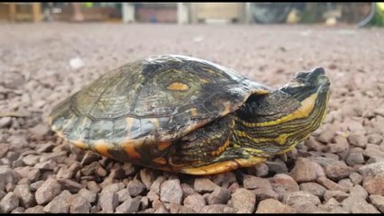 Tartaruga aparece em residência no Nova Cidade