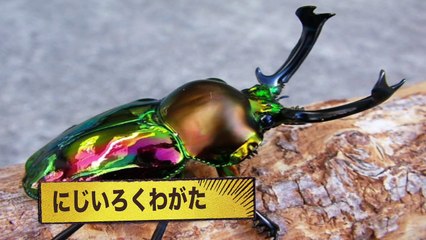 アンパンマンの虫なにかな？クイズ❤︎カブトムシやクワガタ、ヘラクレスオオカブトも！昆虫いっぱい子供向けアニメ