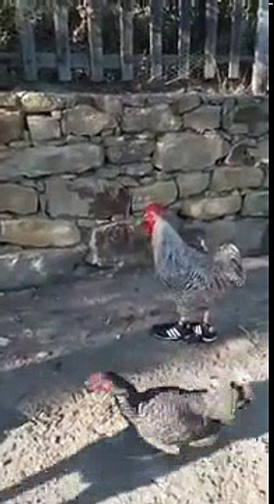 Cock With A Cool Pair Of Shoes