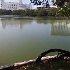 Cocodrilos desde la laguna en la Zona Hotelera de Cancún