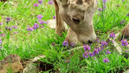 BBC Animals Behaving Badly Series 1 2 of 3 Hunger Wars