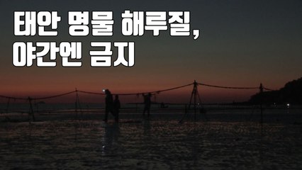 [자막뉴스] 태안 명물 '불빛 사냥' 해루질, 야간엔 금지 / YTN