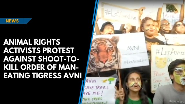 Animal rights activists protest against shoot-to-kill order of man-eating tigress Avni