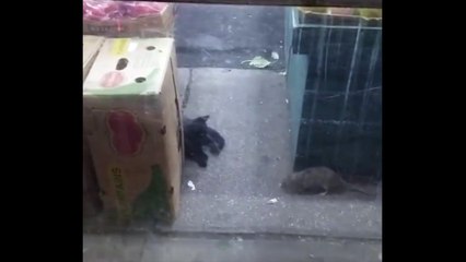 The Funny Cat Feels Scared of The Big Rat