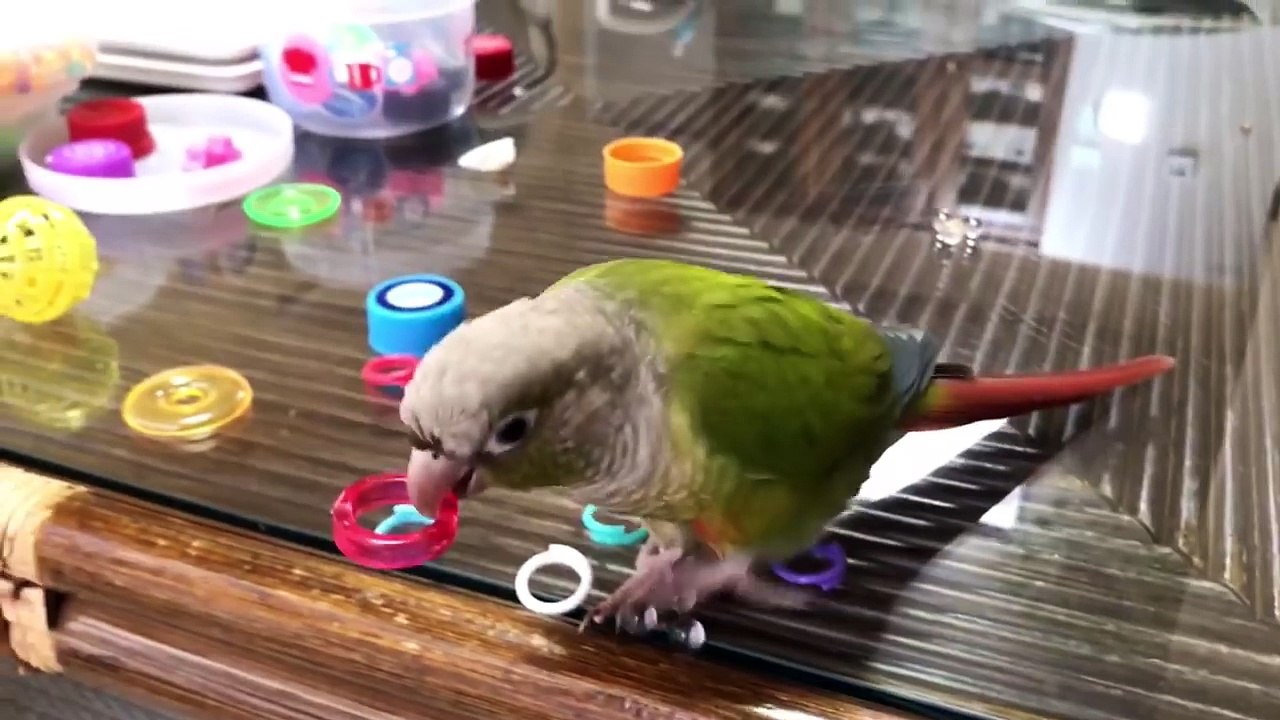 インコたちの1日　うめごまブラザーズ