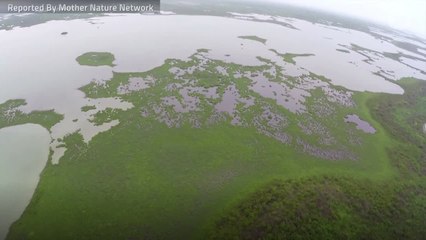 Download Video: A Key Wildlife Area In Florida Is Vanishing Due To Rising Seas