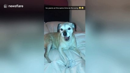 Dog yawns in perfect sync with lyrics of 'Red Red Wine'