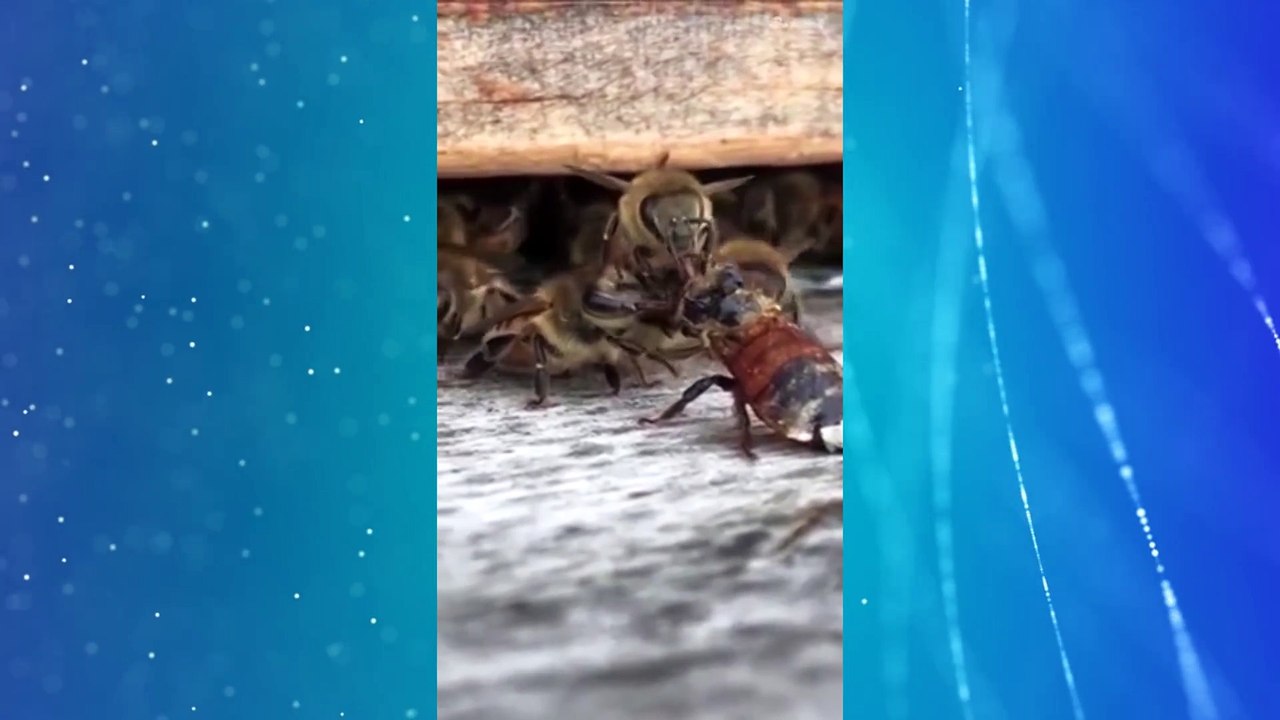 The most team-oriented animal - the bee