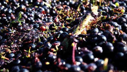 Gärung - Aus Liebe zum Wein Folge 02 /Ganzer Film/Complete Movie/Full Film