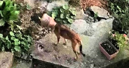 Başına Bidon Sıkışan Köpek, 5 Ay Sonra Kurtarıldı