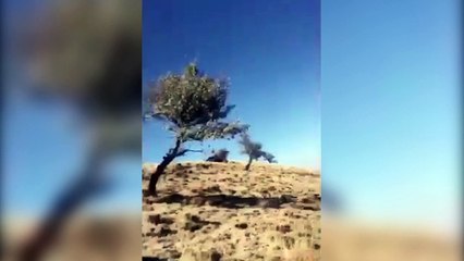 Başına poşet geçirilip araziye bırakılan eşek vatandaşlarca kurtarıldı: Bunu kim yaptıysa şerefsizdir