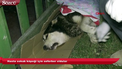 Video herunterladen: Hasta sokak köpeği için seferber oldular