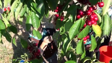 Doluya karşı dolu topu... Geliştirilen cihaz ile meyvelerini doludan koruyorlar