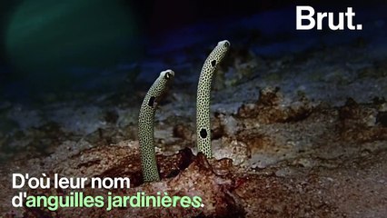 Elles ont tout de l’apparence d’une plante mais ce sont en réalité… des anguilles