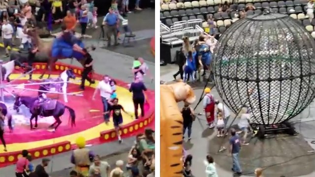 Un chameau pète un câble dans un cirque et malmène sa cavalière